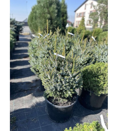 Picea omorica Nana 0.6 м